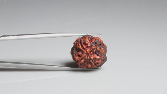 4 MUKHI RUDRAKSHA (17.11 mm)