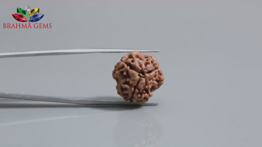 3 MUKHI RUDRAKSHA (18.39 mm)