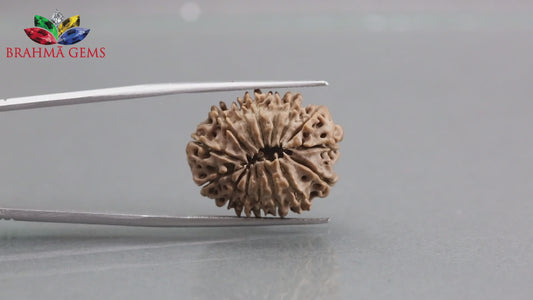 15 MUKHI RUDRAKSHA (23.12 mm)
