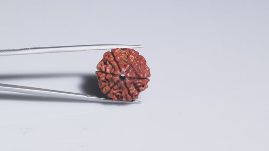 6 MUKHI RUDRAKSHA (20.20 mm)