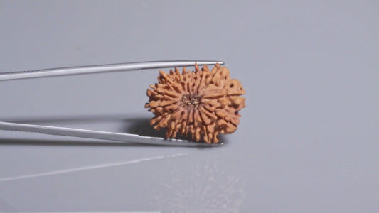 15 MUKHI RUDRAKSHA ( 23.77 mm)
