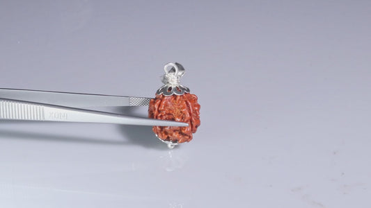 4 MUKHI RUDRAKSHA (17.30 mm)