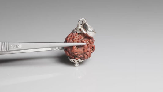 4 MUKHI RUDRAKSHA (19.85 mm)