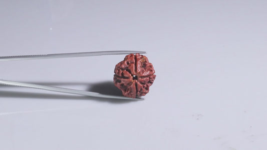 4 MUKHI RUDRAKSHA (20.15 mm)