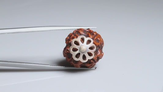 4 MUKHI RUDRAKSHA (20.23 mm)
