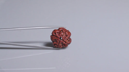4 MUKHI RUDRAKSHA (17.05 mm)