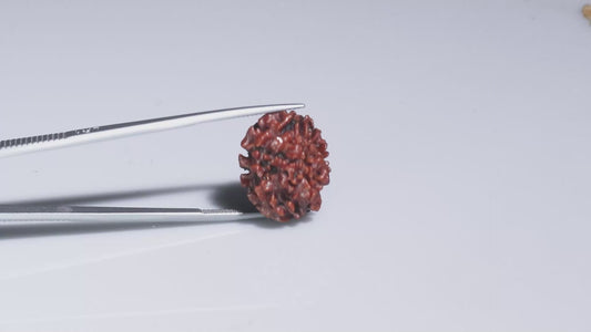 3 MUKHI RUDRAKSHA (20.75 mm)
