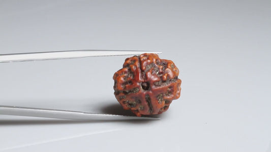 4 MUKHI RUDRAKSHA (17.95 mm)