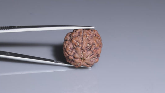 5 MUKHI RUDRAKSHA (21.95 mm)