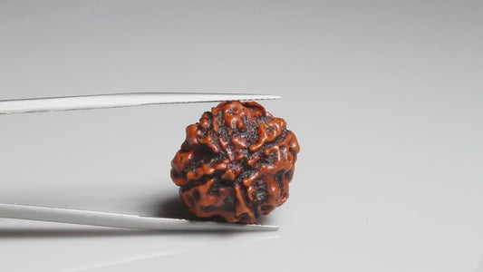 4 MUKHI RUDRAKSHA (16.81 mm)