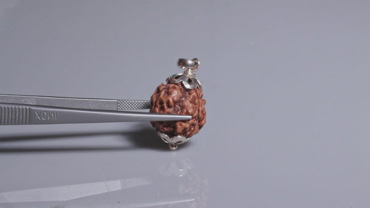 3 MUKHI RUDRAKSHA (19.83 mm)