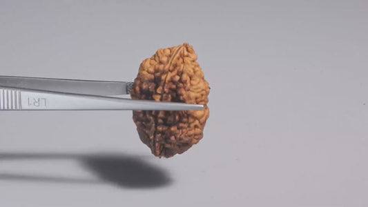 2 MUKHI RUDRAKSHA (29.65 mm)