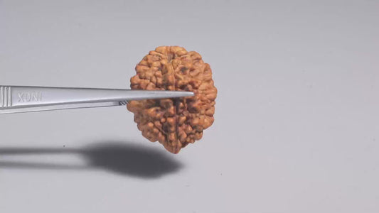 2 MUKHI RUDRAKSHA (26.98 mm)