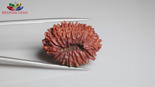 15 MUKHI RUDRAKSHA ( 26.26 mm )
