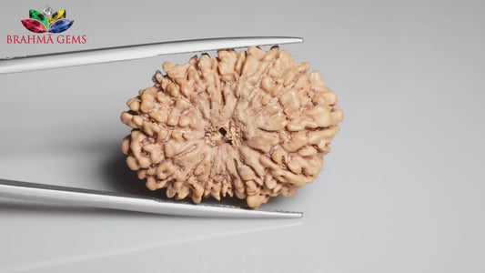 16 MUKHI RUDRAKSHA (31.35  mm)