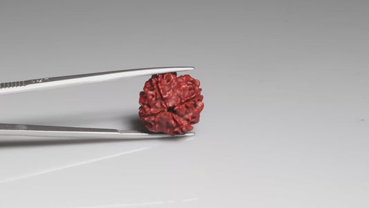 4 MUKHI RUDRAKSHA (18.50 mm)