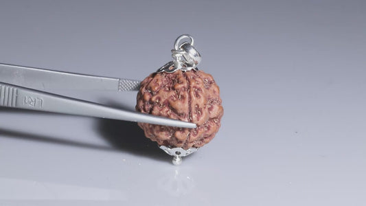 5 MUKHI RUDRAKSHA (22.65 mm)