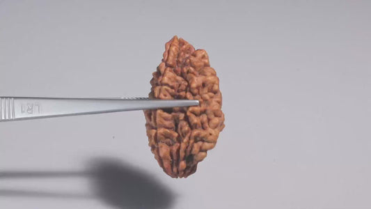 2 MUKHI RUDRAKSHA (35.11 mm)