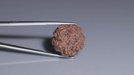 5 MUKHI RUDRAKSHA (22.30 mm)