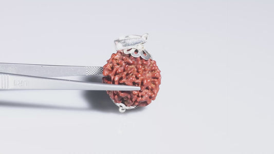 6 MUKHI RUDRAKSHA (18.00 mm)