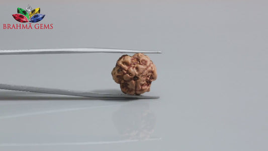 3 MUKHI RUDRAKSHA (16.60 mm)