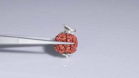 4 MUKHI RUDRAKSHA (20.52 mm)