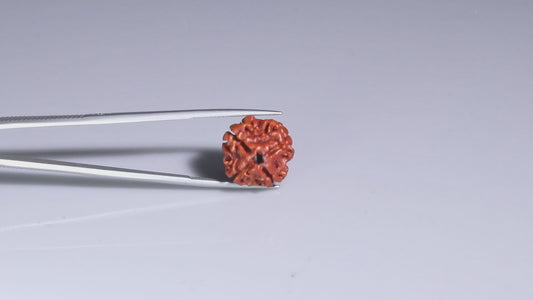4 MUKHI RUDRAKSHA (17.15 mm)