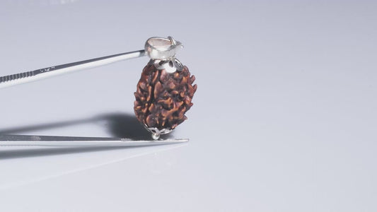 3 MUKHI RUDRAKSHA ( 21.25 mm)