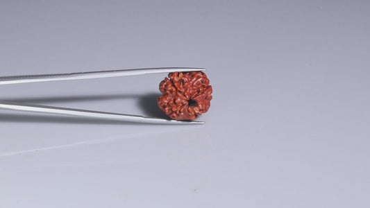 4 MUKHI RUDRAKSHA (18.92 mm)