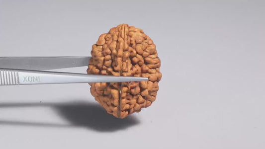 2 MUKHI RUDRAKSHA (33.90 mm)