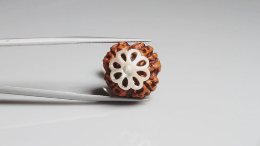 4 MUKHI RUDRAKSHA (18.93 mm)