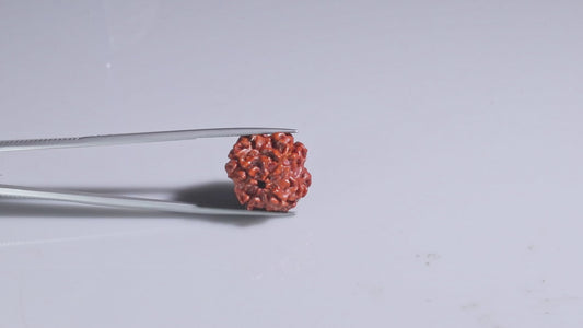 4 MUKHI RUDRAKSHA (18.02 mm)