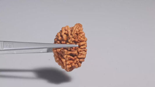 2 MUKHI RUDRAKSHA (29.83 mm)