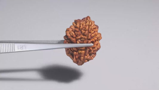 2 MUKHI RUDRAKSHA (28.89 mm)