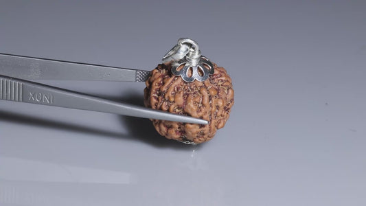 5 MUKHI RUDRAKSHA (22.40 mm)