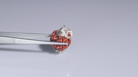 4 MUKHI RUDRAKSHA (18.80 mm)