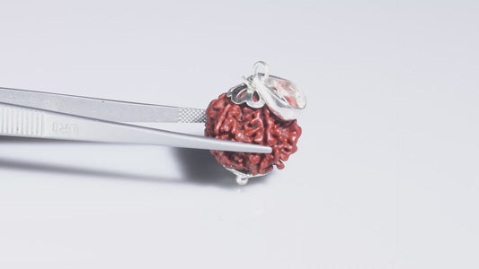 6 MUKHI RUDRAKSHA (18.51 mm)