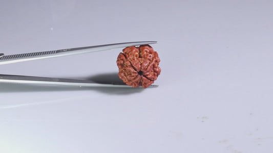 4 MUKHI RUDRAKSHA (20.30 mm)