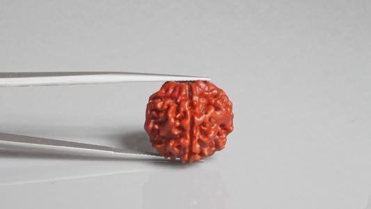 4 MUKHI RUDRAKSHA (19.71 mm)