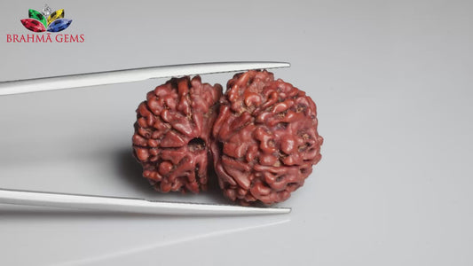 12 MUKHI GAURI SHANKAR RUDRAKSHA (28.38 mm)