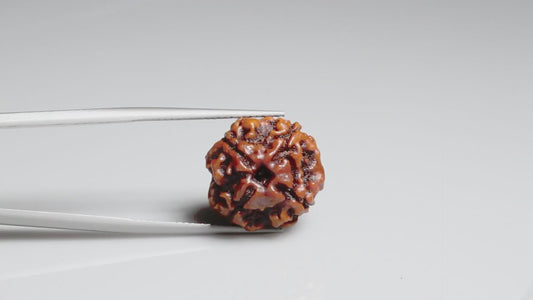 4 MUKHI RUDRAKSHA (18.19 mm)