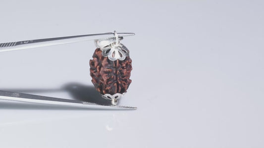 3 MUKHI RUDRAKSHA (20.78 mm)