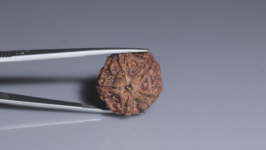 5 MUKHI RUDRAKSHA (22.05 mm)