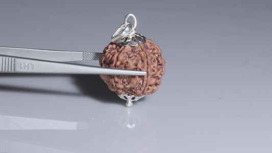 5 MUKHI RUDRAKSHA (23.44 mm)