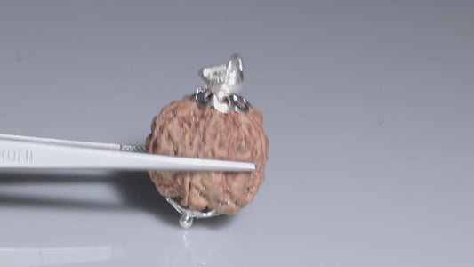 5 MUKHI RUDRAKSHA (22.60 mm)