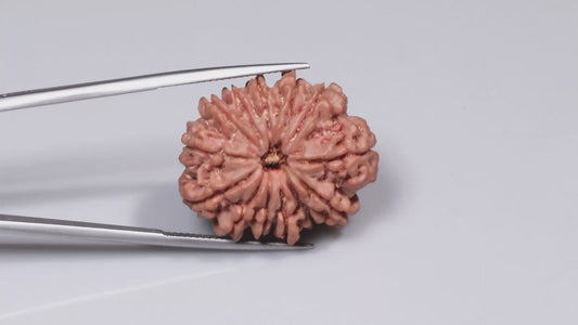 13 MUKHI RUDRAKSHA (27.62 mm)