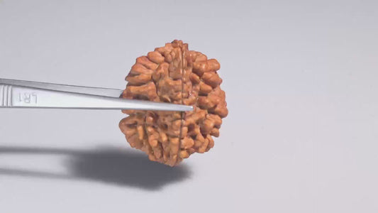 2 MUKHI RUDRAKSHA (30.70 mm)