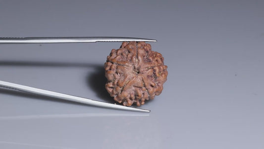 5 MUKHI RUDRAKSHA (22.71 mm)