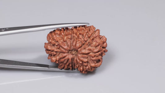 14 MUKHI RUDRAKSHA (30.12 mm)