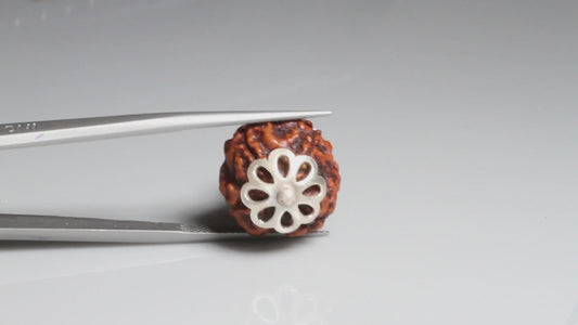 4 MUKHI RUDRAKSHA (19.75 mm)